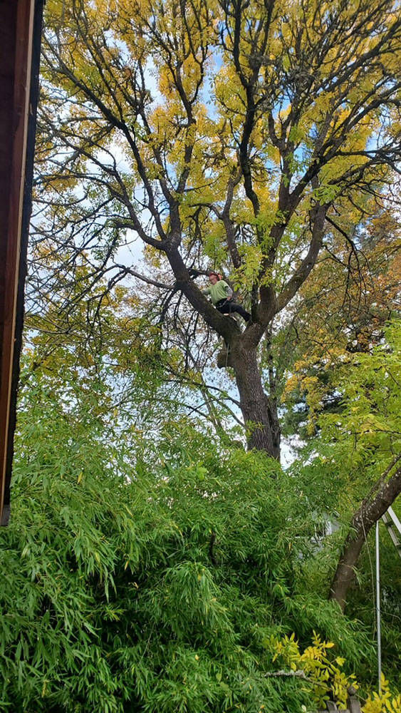 Tree Service Grants Pass Oregon | A-to-Z Tree Service Tree Service Grants Pass Oregon | A-to-Z Tree Service