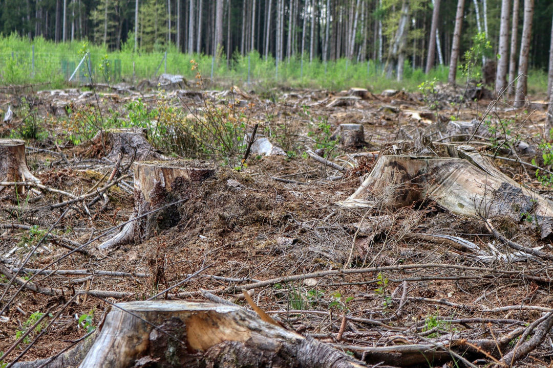 stump-removal-grants-pass-oregon-a-to-z-tree-service