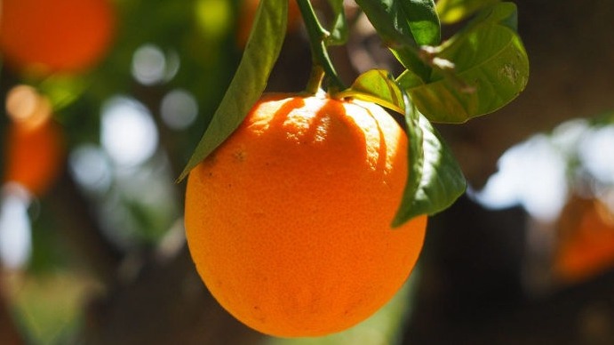 FRUIT TREE PRODUCTION